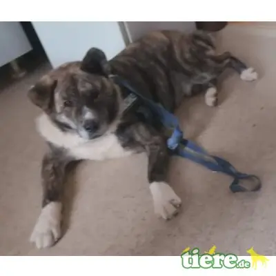 Akita, kinderlieber, kastrierter, 69 cm großer sucht - Rüde