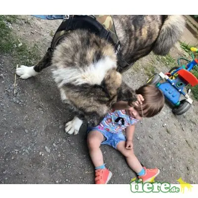 Akita, kinderlieber, kastrierter, 69 cm großer sucht - Rüde
