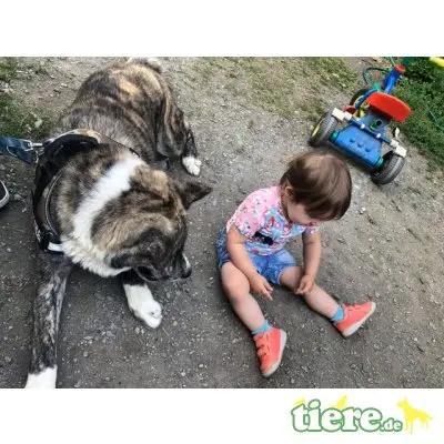 Akita, kinderlieber, kastrierter, 69 cm großer sucht - Rüde