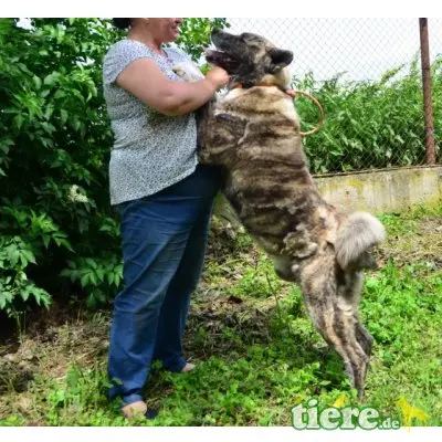Akita, kinderlieber, kastrierter, 69 cm großer sucht - Rüde