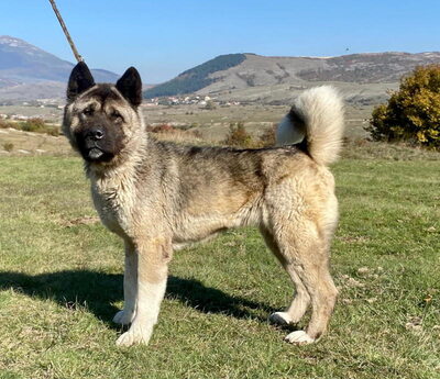 Akita sucht erfahrene Menschen