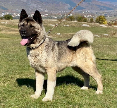 Akita sucht erfahrene Menschen, Mischling - Rüde