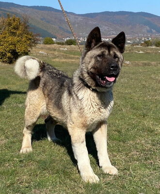 Akita sucht erfahrene Menschen, Mischling - Rüde