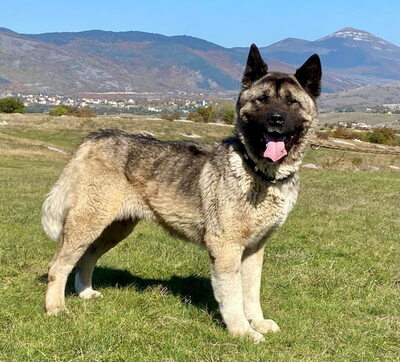 Akita sucht erfahrene Menschen, Mischling - Rüde