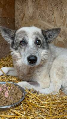 Akito, Mischling - Rüde