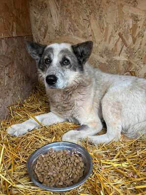 Akito, Mischling - Rüde