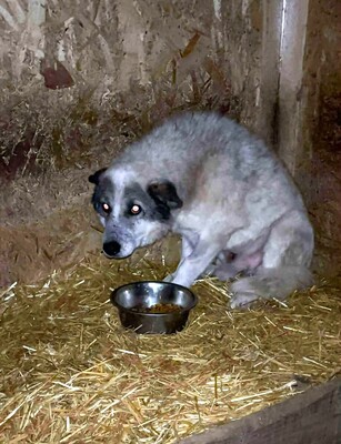 Akito, Mischling - Rüde