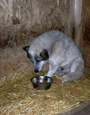 Akito, Mischling - Rüde