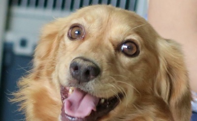 Aladdin, Mix - Rüde