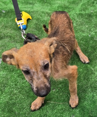 Aladdin, Mix - Rüde