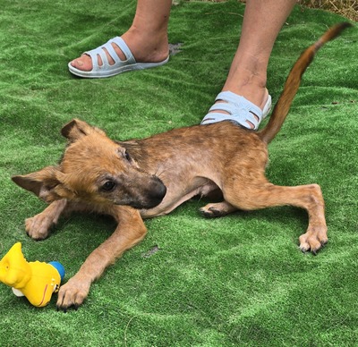 Aladdin, Mix - Rüde