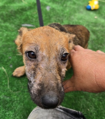 Aladdin, Mix - Rüde