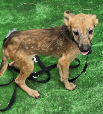 Aladdin, Mix - Rüde