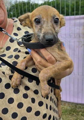 Aladdin, Mix - Rüde