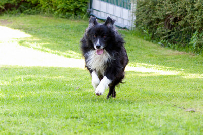 Alain Delon, Border Collie - Rüde
