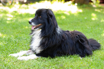 Alain Delon, Border Collie - Rüde