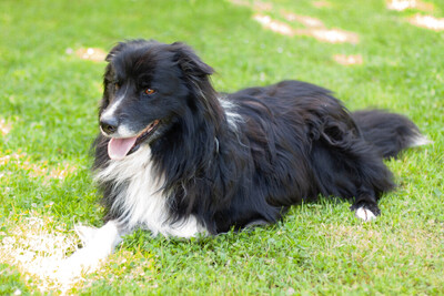 Alain Delon, Border Collie - Rüde