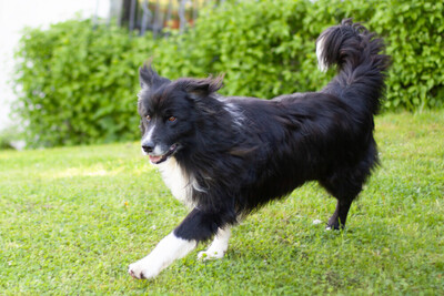 Alain Delon, Border Collie - Rüde