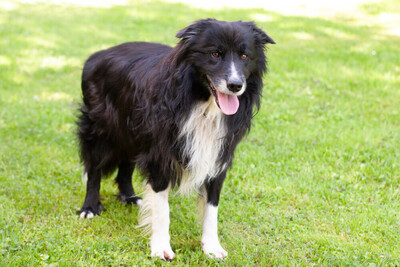 Alain Delon, Border Collie - Rüde