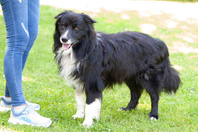 Alain Delon, Border Collie - Rüde
