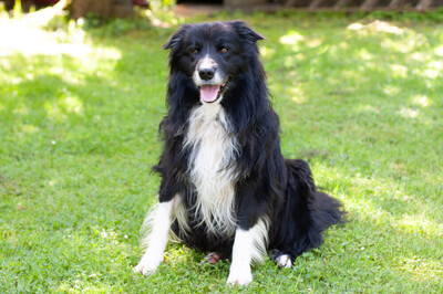 Alain Delon, Border Collie - Rüde