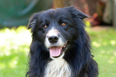 Alain Delon, Border Collie - Rüde