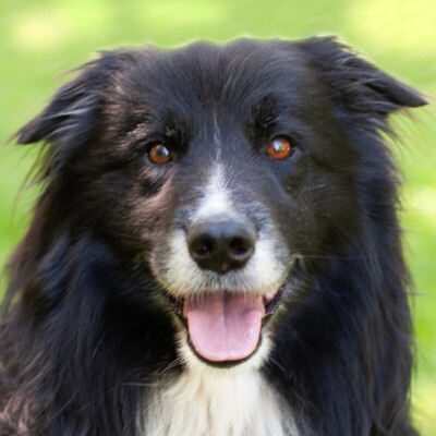 Alain Delon, Border Collie - Rüde
