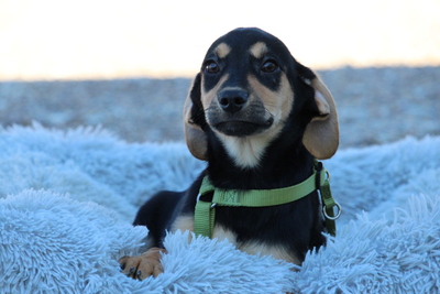 Alani, Mischling Welpen - Rüde