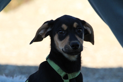 Alani, Mischling Welpen - Rüde