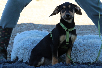 Alani, Mischling Welpen - Rüde