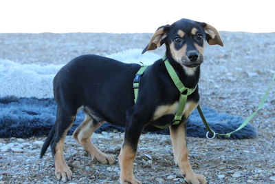 Alani, Mischling Welpen - Rüde