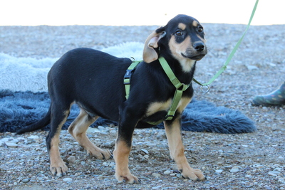 Alani, Mischling Welpen - Rüde