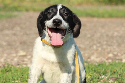 Alanie, Mischling Welpen - Hündin