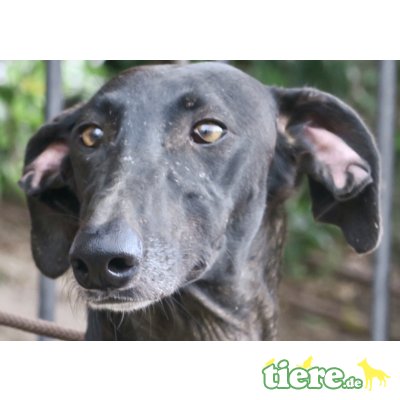 Alaska, Galgo Español - Hündin