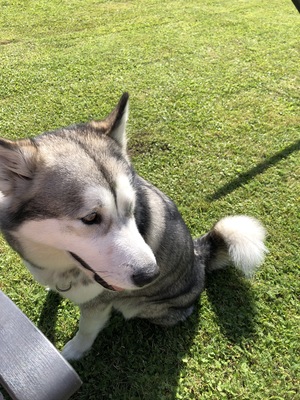 Alaskan Malamute - Hündin