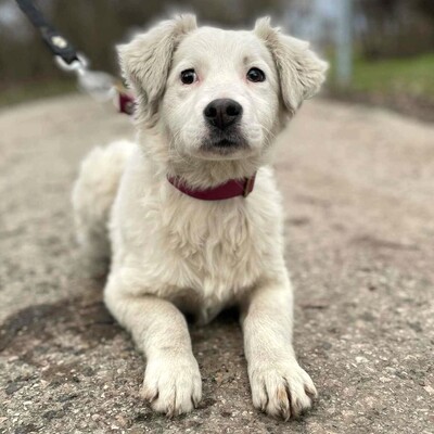 😍Alba Australian- Shepherd- Mischling ist ein sehr süßes, nettes Baby und sie ist sehr neugierig 💥, Australian- Shepherd- Mischling Welpen - Hündin