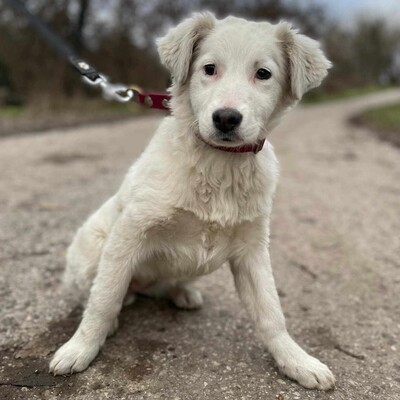 😍Alba Australian- Shepherd- Mischling ist ein sehr süßes, nettes Baby und sie ist sehr neugierig 💥, Australian- Shepherd- Mischling Welpen - Hündin