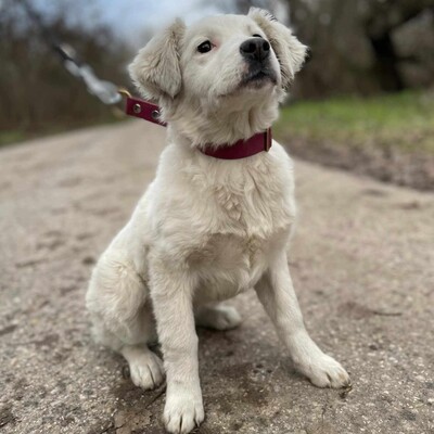 😍Alba Australian- Shepherd- Mischling ist ein sehr süßes, nettes Baby und sie ist sehr neugierig 💥, Australian- Shepherd- Mischling Welpen - Hündin