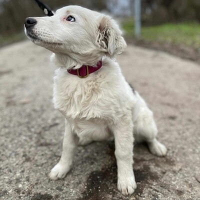 😍Alba Australian- Shepherd- Mischling ist ein sehr süßes, nettes Baby und sie ist sehr neugierig 💥, Australian- Shepherd- Mischling Welpen - Hündin