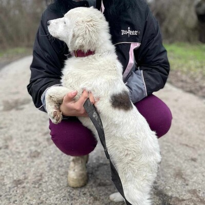 😍Alba Australian- Shepherd- Mischling ist ein sehr süßes, nettes Baby und sie ist sehr neugierig 💥, Australian- Shepherd- Mischling Welpen - Hündin