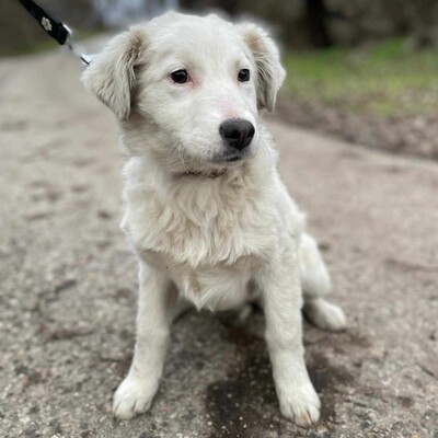 😍Alba Australian- Shepherd- Mischling ist ein sehr süßes, nettes Baby und sie ist sehr neugierig 💥, Australian- Shepherd- Mischling Welpen - Hündin