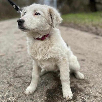 😍Alba Australian- Shepherd- Mischling ist ein sehr süßes, nettes Baby und sie ist sehr neugierig 💥, Australian- Shepherd- Mischling Welpen - Hündin