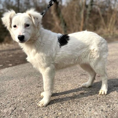 😍Alba Australian- Shepherd- Mischling ist ein sehr süßes, nettes Baby und sie ist sehr neugierig 💥, Australian- Shepherd- Mischling Welpen - Hündin