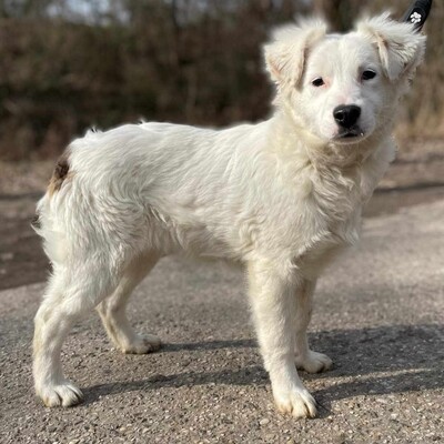 😍Alba Australian- Shepherd- Mischling ist ein sehr süßes, nettes Baby und sie ist sehr neugierig 💥, Australian- Shepherd- Mischling Welpen - Hündin