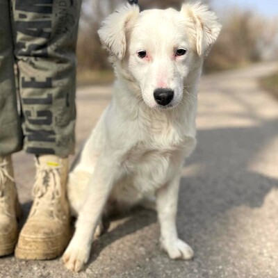 😍Alba Australian- Shepherd- Mischling ist ein sehr süßes, nettes Baby und sie ist sehr neugierig 💥, Australian- Shepherd- Mischling Welpen - Hündin