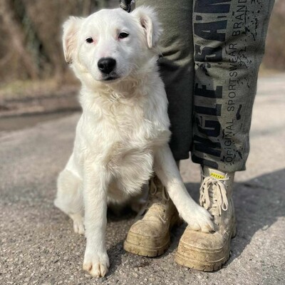 😍Alba Australian- Shepherd- Mischling ist ein sehr süßes, nettes Baby und sie ist sehr neugierig 💥, Australian- Shepherd- Mischling Welpen - Hündin