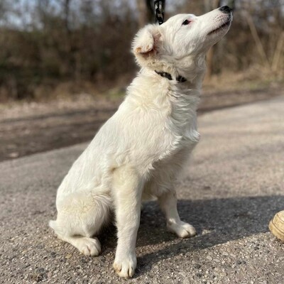 😍Alba Australian- Shepherd- Mischling ist ein sehr süßes, nettes Baby und sie ist sehr neugierig 💥, Australian- Shepherd- Mischling Welpen - Hündin