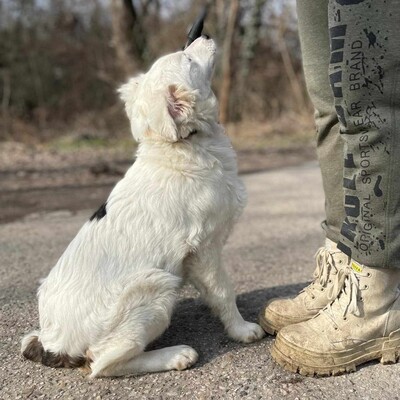 😍Alba Australian- Shepherd- Mischling ist ein sehr süßes, nettes Baby und sie ist sehr neugierig 💥, Australian- Shepherd- Mischling Welpen - Hündin