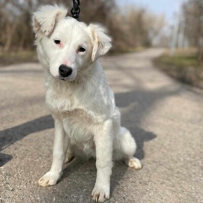 😍Alba Australian- Shepherd- Mischling ist ein sehr süßes, nettes Baby und sie ist sehr neugierig 💥, Australian- Shepherd- Mischling Welpen - Hündin