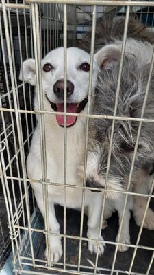 Alba ist sehr sozial zu Hunden und Katzen